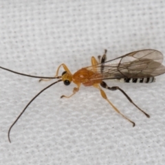 Ichneumonidae (family) (Unidentified ichneumon wasp) at Melba, ACT - 31 Dec 2021 by kasiaaus