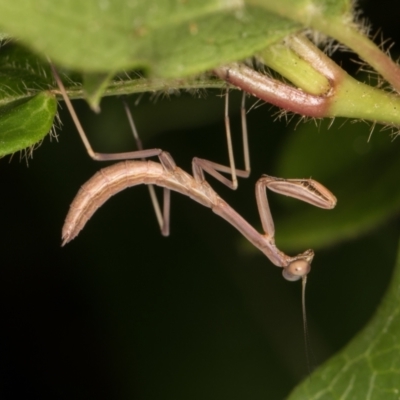 Unidentified Praying mantis (Mantodea) at Melba, ACT - 30 Dec 2021 by kasiaaus