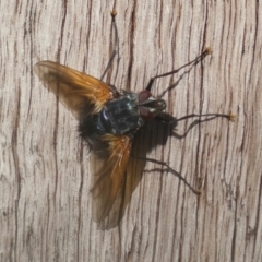 Chetogaster violacea/viridis (complex) (Bristle Fly) at Mount Jerrabomberra - 19 Feb 2022 by Steve_Bok