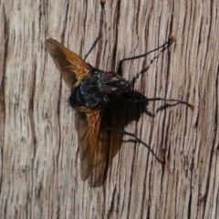 Chetogaster violacea/viridis (complex) at Jerrabomberra, NSW - 19 Feb 2022