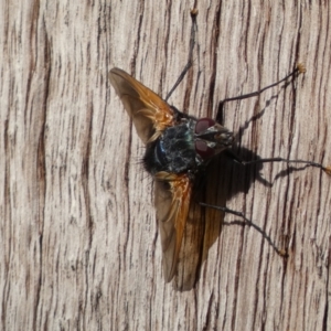 Chetogaster violacea/viridis (complex) at Jerrabomberra, NSW - 19 Feb 2022