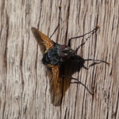 Chetogaster violacea/viridis (complex) at Jerrabomberra, NSW - 19 Feb 2022