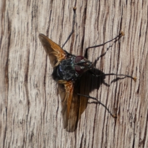 Chetogaster violacea/viridis (complex) at Jerrabomberra, NSW - 19 Feb 2022