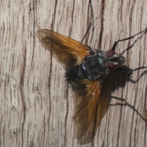 Chetogaster violacea/viridis (complex) at Jerrabomberra, NSW - 19 Feb 2022 05:40 PM