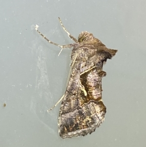 Chrysodeixis subsidens at Jerrabomberra, NSW - 25 Feb 2022