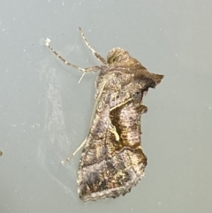 Chrysodeixis subsidens at Jerrabomberra, NSW - 25 Feb 2022