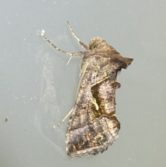 Chrysodeixis subsidens at Jerrabomberra, NSW - 25 Feb 2022