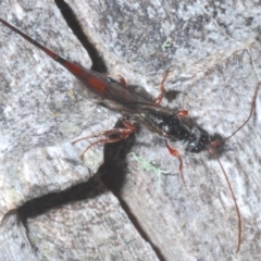 Monomachus antipodalis (A parasitic wasp) at Crackenback, NSW - 19 Feb 2022 by Harrisi
