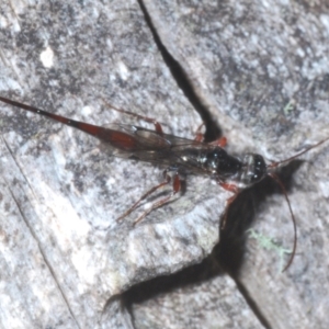 Monomachus antipodalis at Crackenback, NSW - 19 Feb 2022 06:47 PM