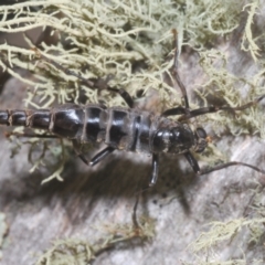 Boreoides subulatus (Wingless Soldier Fly) at Kosciuszko National Park - 19 Feb 2022 by Harrisi