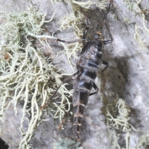 Boreoides subulatus at Crackenback, NSW - 19 Feb 2022