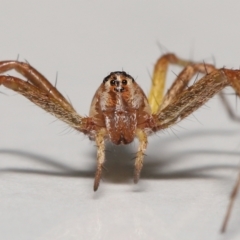 Oxyopes sp. (genus) (Lynx spider) at Evatt, ACT - 20 Feb 2022 by TimL