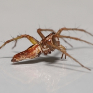 Oxyopes sp. (genus) at Evatt, ACT - 20 Feb 2022