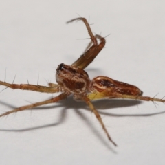 Oxyopes sp. (genus) at Evatt, ACT - 20 Feb 2022