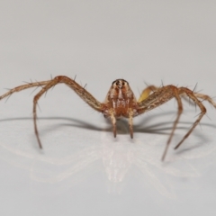 Oxyopes sp. (genus) at Evatt, ACT - 20 Feb 2022 04:07 PM