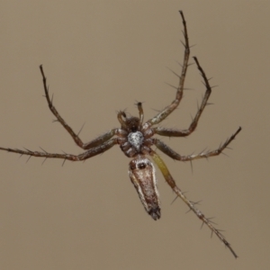 Oxyopes sp. (genus) at Evatt, ACT - 20 Feb 2022