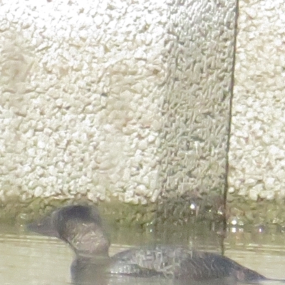 Biziura lobata (Musk Duck) at Isabella Pond - 11 Jul 2021 by tom.tomward@gmail.com