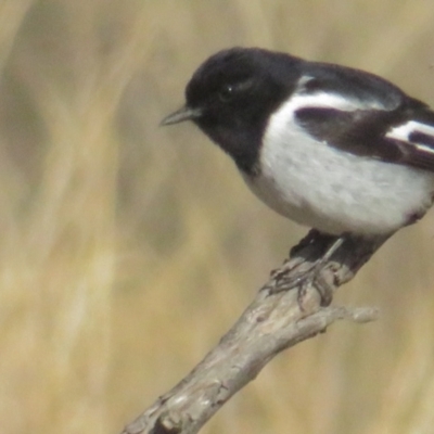 Melanodryas cucullata cucullata (Hooded Robin) at Tennent, ACT - 6 Jul 2021 by tom.tomward@gmail.com