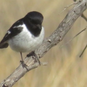 Melanodryas cucullata cucullata at Tennent, ACT - suppressed