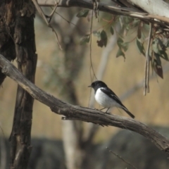 Melanodryas cucullata cucullata at Tennent, ACT - suppressed