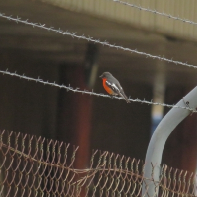 Petroica phoenicea (Flame Robin) at Namadgi National Park - 19 Jul 2021 by tom.tomward@gmail.com