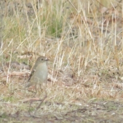 Petroica phoenicea at Booth, ACT - 19 Jul 2021