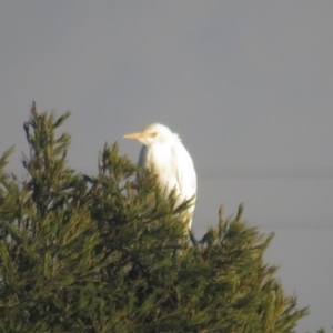 Bubulcus coromandus at Dunlop, ACT - 18 Jul 2021