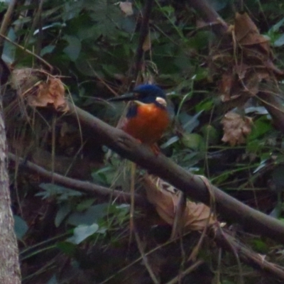 Ceyx azureus (Azure Kingfisher) at Paddys River, ACT - 5 Feb 2022 by BenW