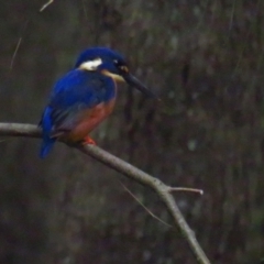 Ceyx azureus at Paddys River, ACT - 5 Feb 2022 10:32 AM