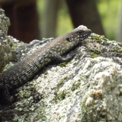 Egernia cunninghami (Cunningham's Skink) at Tidbinbilla Nature Reserve - 5 Feb 2022 by tom.tomward@gmail.com