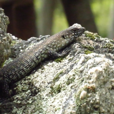 Egernia cunninghami (Cunningham's Skink) at Paddys River, ACT - 5 Feb 2022 by tom.tomward@gmail.com