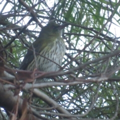 Oriolus sagittatus (Olive-backed Oriole) at Griffith, ACT - 27 Jun 2021 by BenW