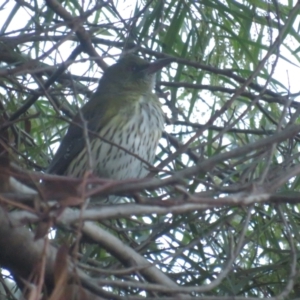 Oriolus sagittatus at Griffith, ACT - 27 Jun 2021