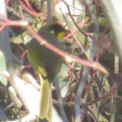 Lichenostomus melanops (Yellow-tufted Honeyeater) at Tuggeranong Hill - 27 Jun 2021 by BenW