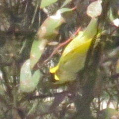 Lichenostomus melanops at Conder, ACT - 27 Jun 2021