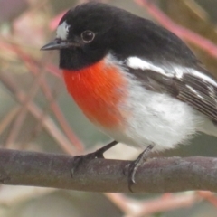 Petroica boodang (Scarlet Robin) at Deakin, ACT - 29 Jun 2021 by BenW