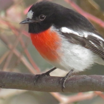 Petroica boodang (Scarlet Robin) at Red Hill Nature Reserve - 29 Jun 2021 by tom.tomward@gmail.com