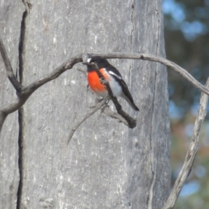 Petroica boodang at Deakin, ACT - 29 Jun 2021 11:58 AM