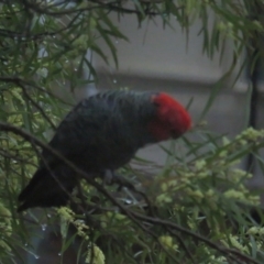 Callocephalon fimbriatum (Gang-gang Cockatoo) at Griffith, ACT - 4 Sep 2021 by BenW