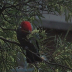 Callocephalon fimbriatum at Griffith, ACT - 4 Sep 2021