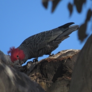 Callocephalon fimbriatum at Red Hill, ACT - 22 Sep 2021