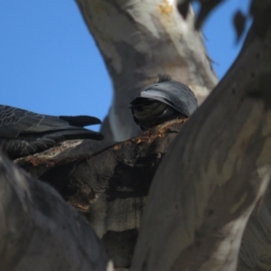 Callocephalon fimbriatum at Red Hill, ACT - 22 Sep 2021