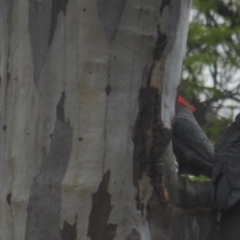 Callocephalon fimbriatum (Gang-gang Cockatoo) at Red Hill, ACT - 28 Sep 2021 by BenW