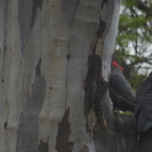 Callocephalon fimbriatum at Red Hill, ACT - 28 Sep 2021