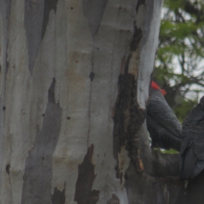 Callocephalon fimbriatum (Gang-gang Cockatoo) at Red Hill, ACT - 28 Sep 2021 by BenW