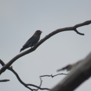 Eurystomus orientalis at Bruce, ACT - 10 Oct 2021