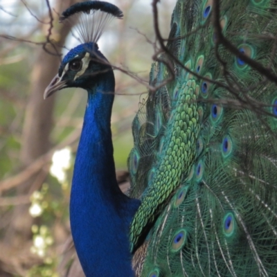 Pavo cristatus (Indian Peafowl) at Narrabundah, ACT - 8 Oct 2021 by BenW