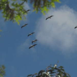 Pelecanus conspicillatus at Griffith, ACT - 22 Oct 2021 04:00 PM