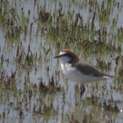 Charadrius ruficapillus (Red-capped Plover) at Lake George, NSW - 22 Oct 2021 by tom.tomward@gmail.com