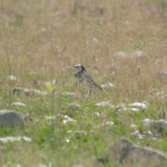 Epthianura albifrons (White-fronted Chat) at Lake George, NSW - 23 Oct 2021 by BenW